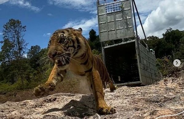 Kenali Suro, Harimau Sumatera yang Dipelasliarkan ke Taman Nasional Gunung Leuser