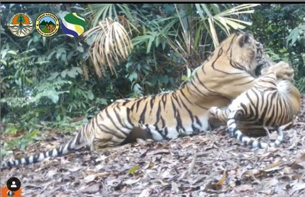 Terekam Kamera, Intip Aktivitas 3 Harimau Sumatera Ini