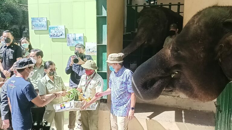 Sandiaga Uno Beri Nama Anak Gajah Di Taman Safari Indonesia, Apa Yah?