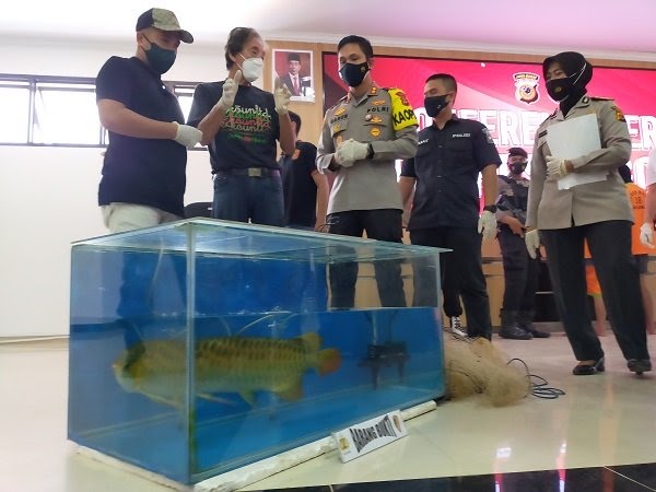 Polres Bogor Ringkus Pencuri Ikan Purba Senilai Rp24 Miliar