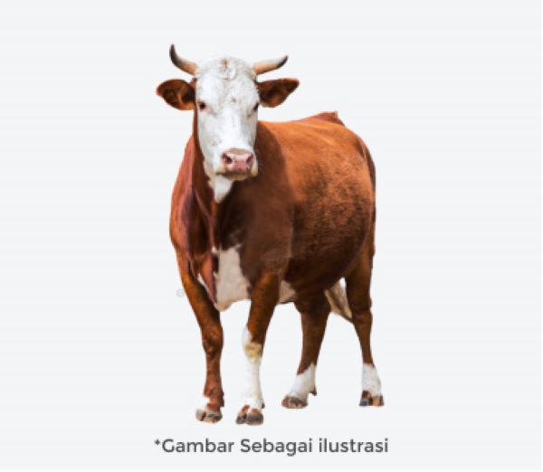 Mau Belanja Hewan Qurban, Klik Saja di Sini