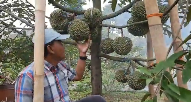 Ikon Baru, Rancamaya Bakal Disulap Jadi Kampung Durian