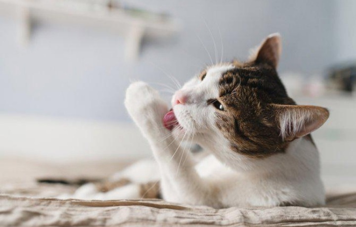 Tak Perlu Cemas Kena Jilat Kucing, Ini Fakta Menarik Air Liurnya