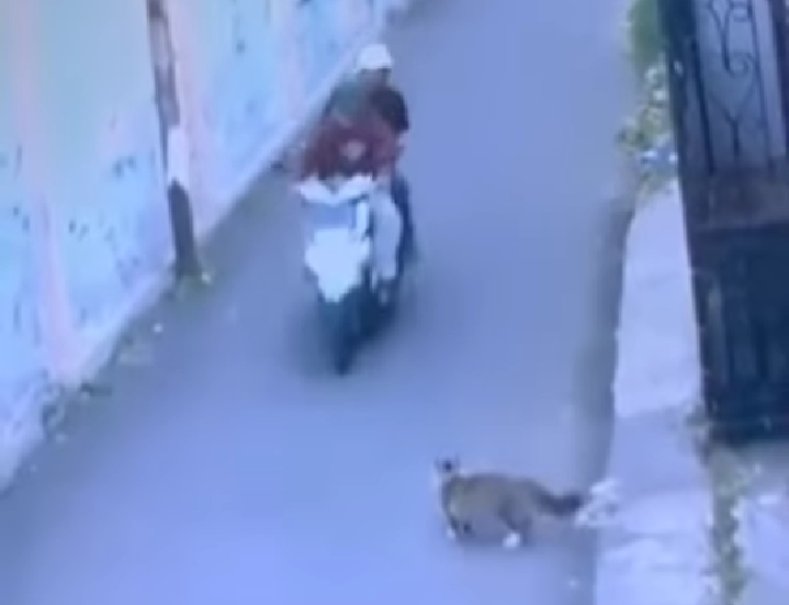 Waduh Pencurian Kucing Ras Terekam CCTV Viral di Media Sosial