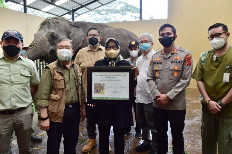 Bupati Bogor Tinjau Langsung Lokasi Konservasi Satwa TSI dan Kelahiran Bayi Gajah Bernama Bonesia