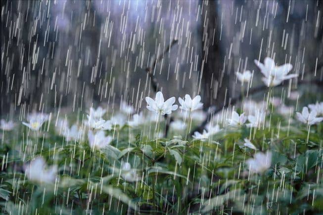 Menurut BMKG, Bogor Hari Ini Akan Diguyur Hujan Dari Pagi Hingga Malam Hari