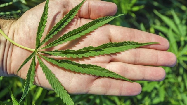 57 Perusahaan Dapat Lisensi Tanam Ganja