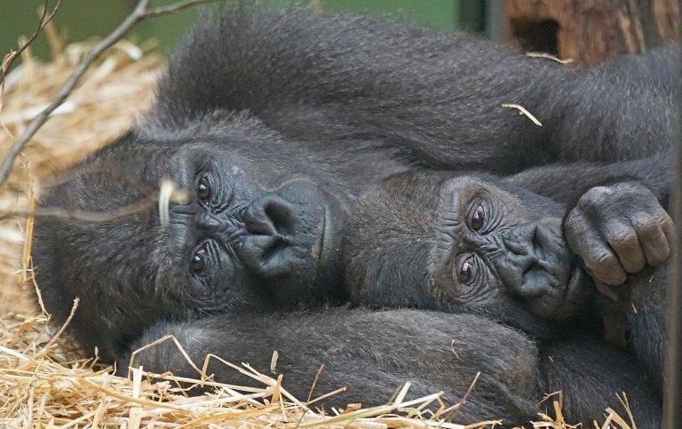13 Gorila di Kebun Binatang Atlantis Positif Corona