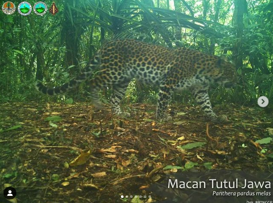 Ngeri! Macan Tutul Jawa Berkeliaran di Taman Nasional Gunung Gede Pangrango