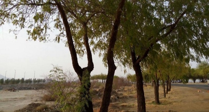 Pohon Soekarno Tumbuh Subur, Buat Teduh Arafah dan Rindangkan Jeddah