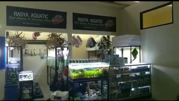 Pedagang Ikan Hias di Bogor Aquatic Center, Andalkan Medsos untuk Promosi