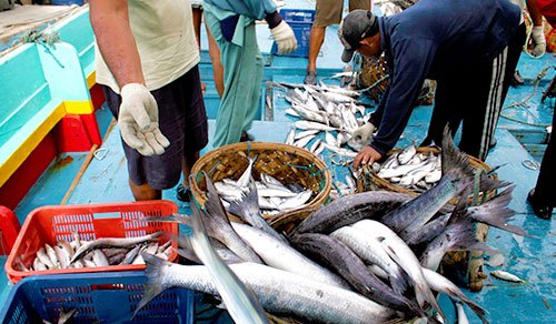 Tercemar Paracetamol, Warga Khawatir Konsumsi Ikan dari Teluk Jakarta