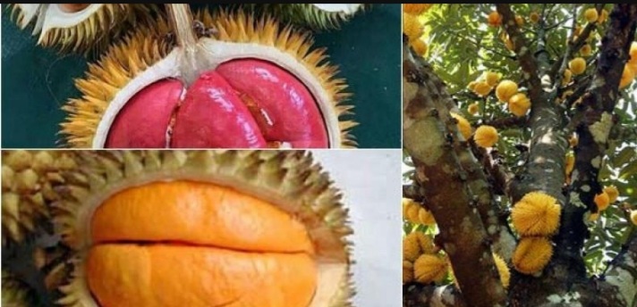 Buah Lai, Kembaran Durian yang Punya Banyak Manfaat