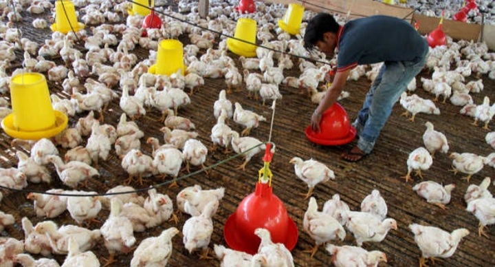 Peternak Unggas Demo Lagi, Diharapkan Harga Ayam Hidup dan Telur Sesuai Acuan Pemerintah
