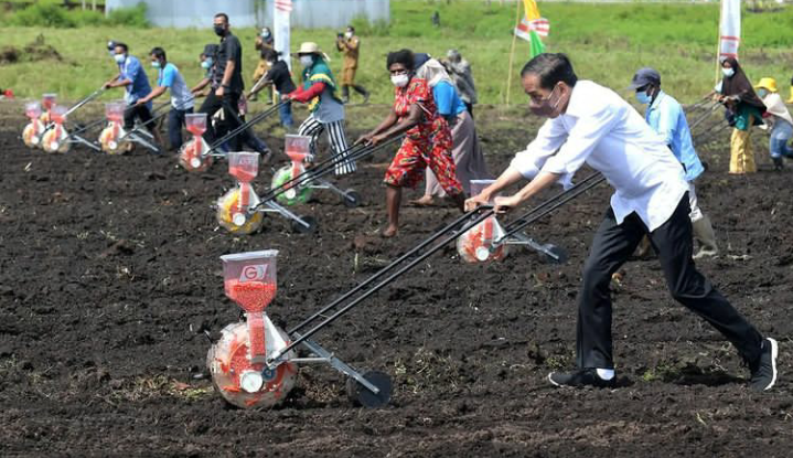 Kunjungan Kerja di Sorong, Presiden Jokowi Akan Tanam Jagung