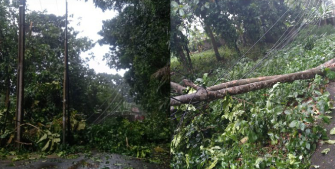 PLN Bogor Perbaiki Putusnya Listrik Akibat Pohon Tumbang di Bubulak