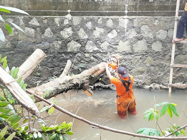 
 Bencana Daerah (BPBD) Kota Bogor potong Pohon tumbang setinggi 12 meter di Perumahan Taman Griya Kencana, RT. 02 / RW. 12, Kelurahan Kencana, Kecamatan Tanah Sareal, Kota Bogor. (Istimewa/Bogordaily.net)