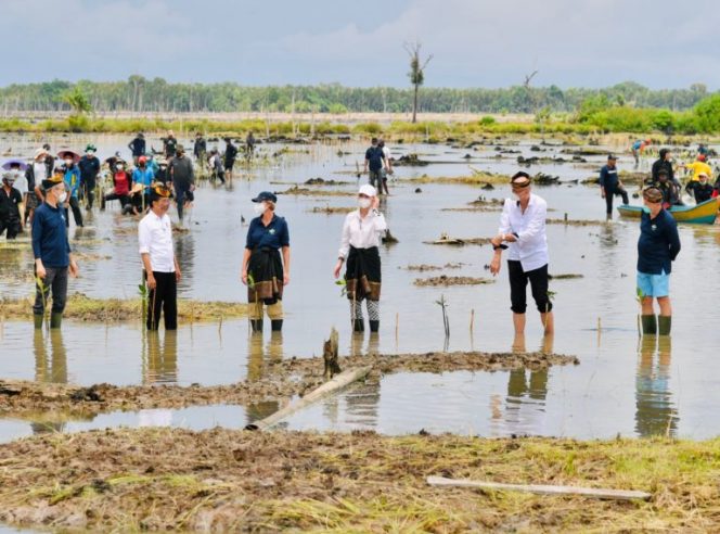 
 Presiden Joko Widodo menanam mangrove bersama sejumlah Dubes negara sahabat dan masyarakat di Tana Tidung, Kaltara, Selasa 19 Oktober 2021. (BPMI Setpres/Bogordaily.net)