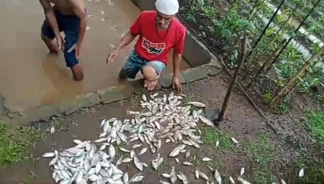Air Kolam Tercemar Proyek Bendungan, Ratusan Ikan Warga Sukabirus Mati