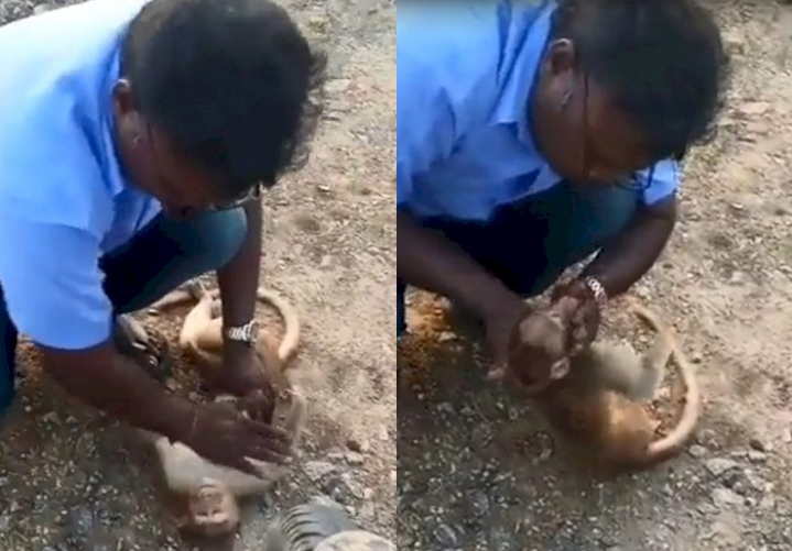 Viral, Pria Ini Beri Napas Buatan Demi Selamatkan Monyet yang Terluka