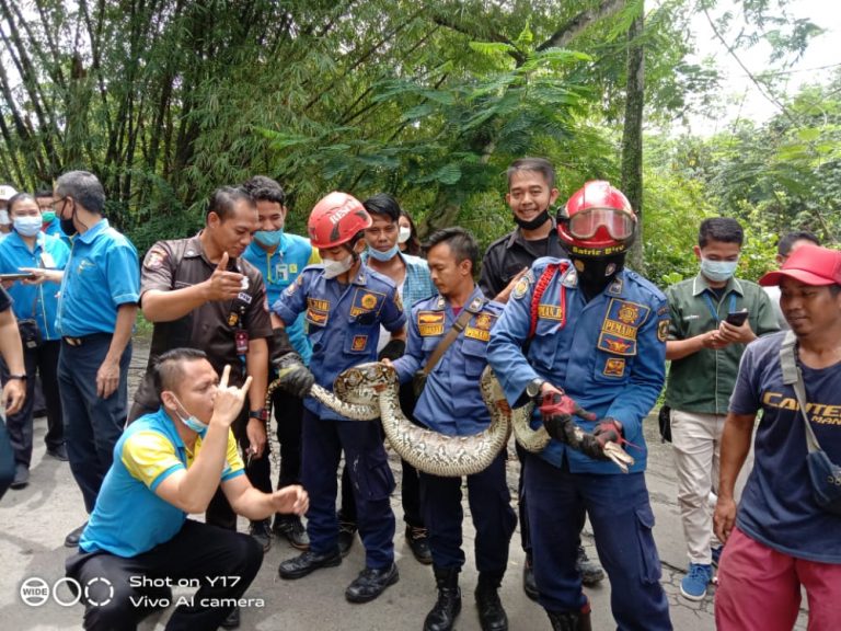 Geger, Damkar Kabupaten Tangkap Ular Phyton Sepanjang 3 Meter di Babakan Madang