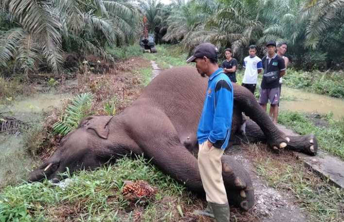 Seekor Gajah Sumatera Mati Tersengat Listrik saat Menyusui