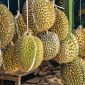 Musim Durian