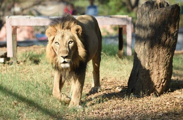 Sungguh Tragis, Singa di Iran Terkam Penjaga Kebun Binatang Saat Diberi Makan