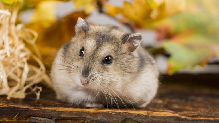Hong Kong Musnahkan 2000 Hamster Setelah Terkonfirmasi Positif Covid-19