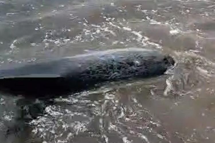 Kawanan Lumba-lumba Terdampar di Pantai Padang Galak Bali