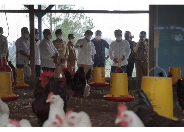 MenKopUKM Dorong Peternak Ayam Ciremai Group untuk Manfaatkan KUR Klaster Pertanian