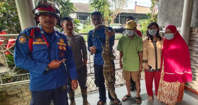 Berkeliaran di Pemukiman Warga, Damkar Kabupaten Bogor Tangkap Biawak 1,5 M