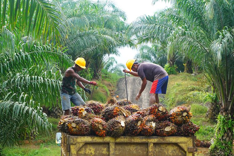 Penggunaan Pupuk Nonsubsidi dan Bersubdi, Berpengaruh Pada Produktivitas Kelapa Sawit di Indonesia