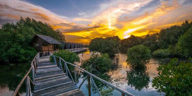 Mangrove Ecotourism