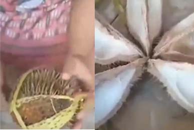 Viral Emak-Emak Kena Tipu usai Beli Durian Kosong, Ini yang Dilakukan Kepala Pasar