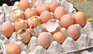 Penyaluran BPNT Berupa Telur Busuk di Babakan Madang Tuai Kecaman!