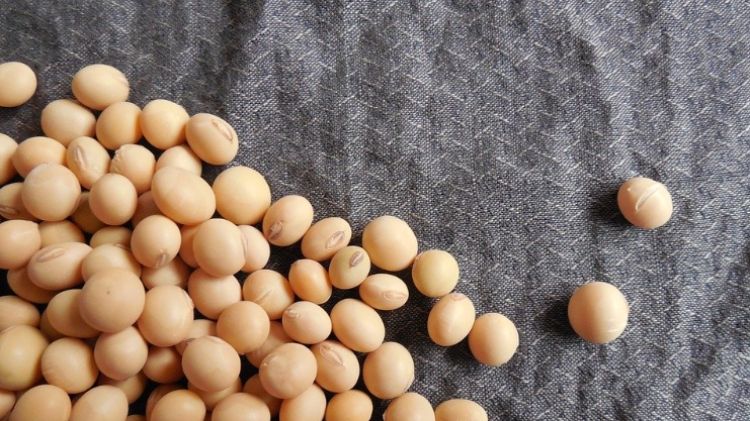 Sumber Nutrisi, Ini Deretan Manfaat Kacang Kedelai