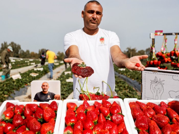 Chahi Ariel, Petani Israel Pecahkan Rekor Tanam Stroberi Terberat di Dunia