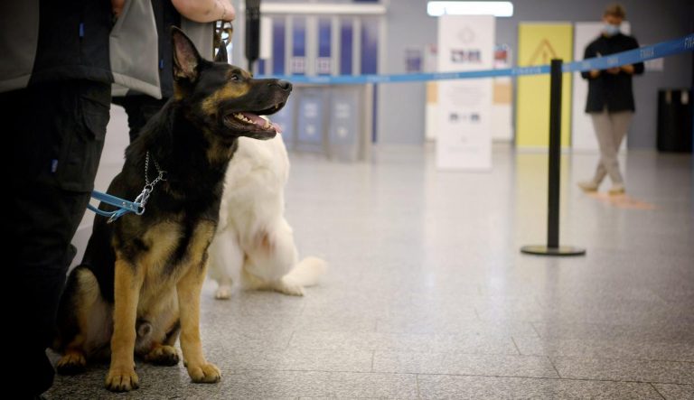 Cegah Perdagangan Satwa Liar Ilegal, Anjing Pelacak Jadi Alat Deteksi di Bandara Soekarno-Hatta