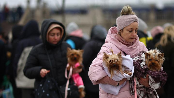 Tak Hanya Warga Ukraina yang Menyelamatkan Diri, Hewanpun Ikut Mengungsi