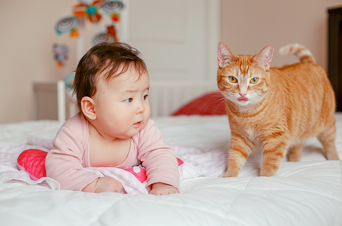 Punya Bayi, Tapi mau Pelihra Kucing? Ini Tips Aman Memelihara Kucing Saat Ada Bayi