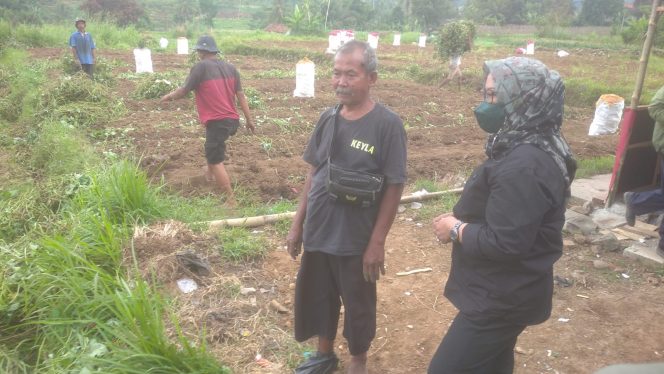 
 Bupati Bogor Ade Yasin saat panen ubi bersama para petani di Desa Situ Daun, Kecamatan Tenjolaya, Kabupaten Bogor.(Gibran/Bogordaily.net)