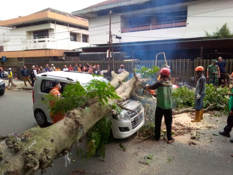 Berhasil Dievakuasi, Kondisi Mobil Ringsek Usai Pohon Tumbang Menimpa