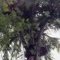 Pohon kelapa bercabang tujuh