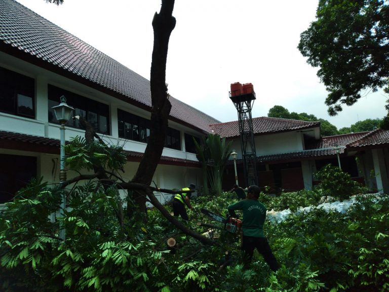 Cegah Pohon Tumbang Akibat Angin Kencang, Ini yang Dilakukan Pemkab Bogor