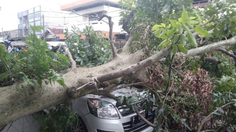 Pohon Tumbang Diterjang Angin Kencang, Satu Mobil Ringsek Tertimpa
