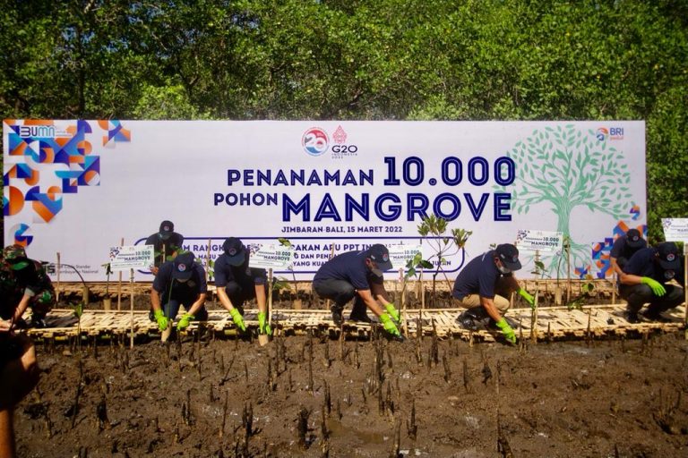 Peringati Dua Dekade Gerakan APU PPT Indonesia, BRI dan PPATK Tanam 10.000 Mangrove di Bali