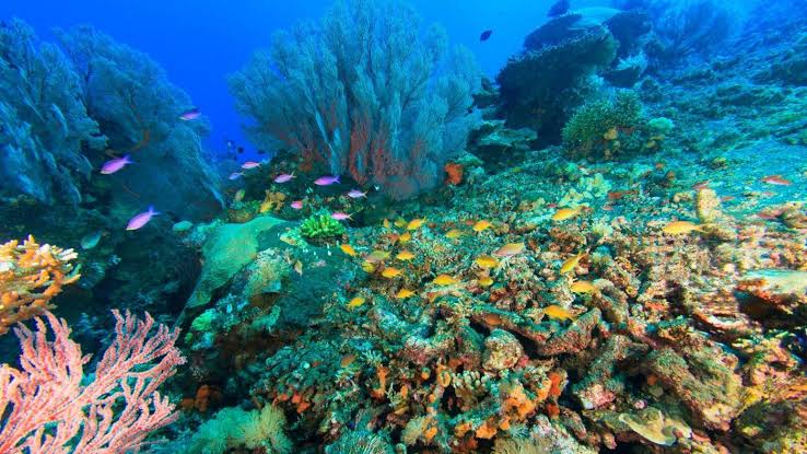 Takjub! Ini 3 Tempat Snorkling Tercantik di Indonesia