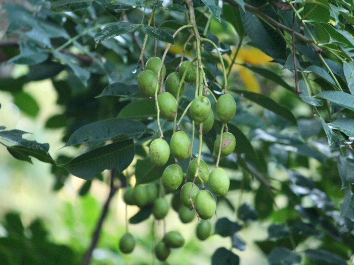 Jarang Diketahui, Ini 4 Khasiat Buah Kedondong!