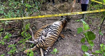 3 Harimau Sumatera Ditemukan Mati, Diduga Terkena Jerat Babi